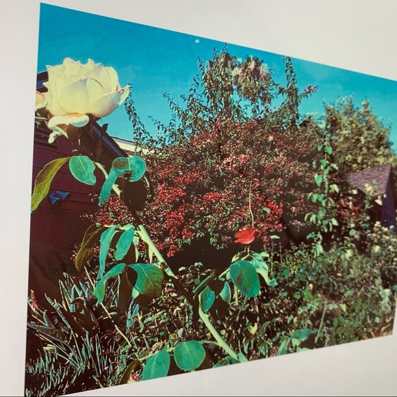 Lovely Star Original Photography Print - Picture 7 of 10